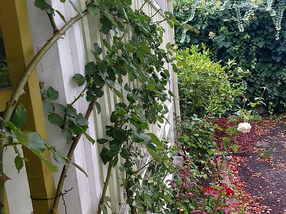 rose trellis, front porch