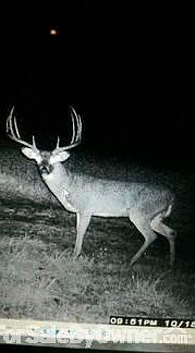 Food plot trail camera picture