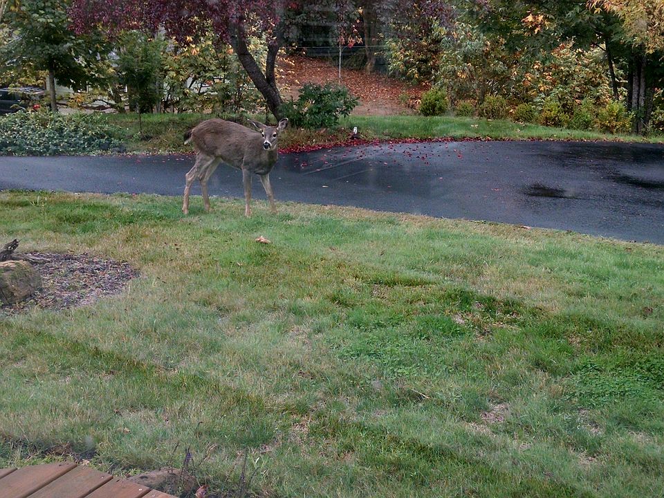 2nd image of 18537 Mellinger Rd