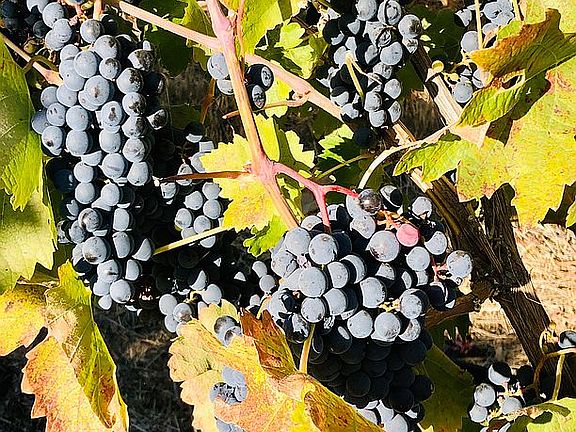 Grape vines