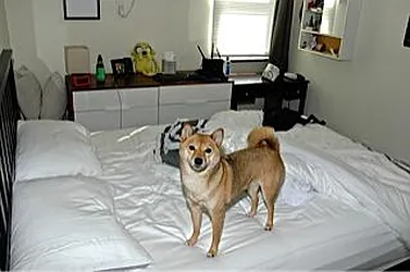 Rented by Boerum Hill Realty