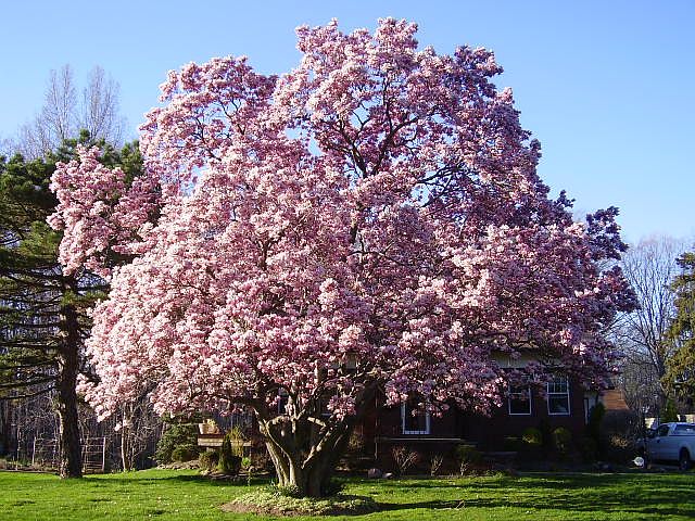 Beautiful every year!