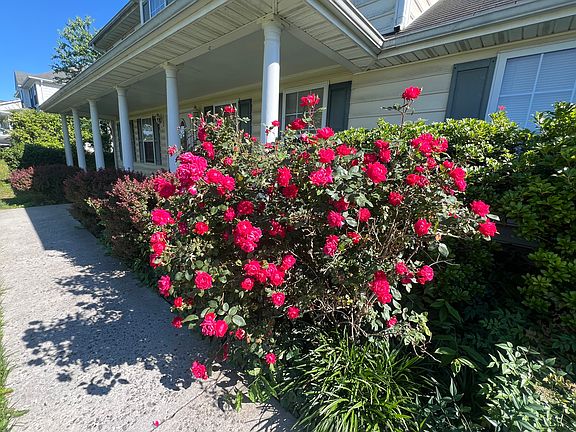 Roses next to front yard sidewalk