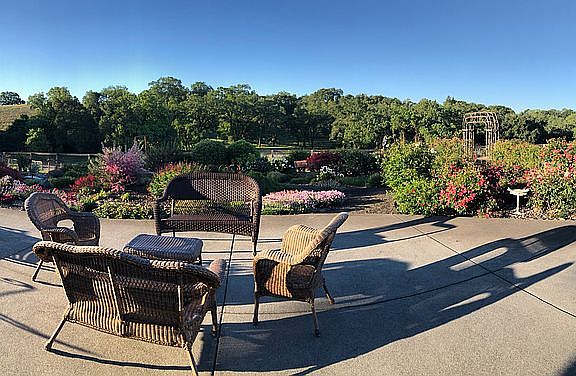 View from back patio garden 