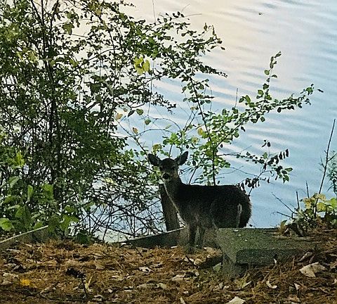 Wildlife