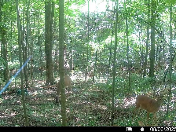 3rd image of 510 Rogues Fork Rd