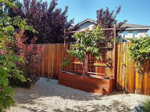 Grape vines and trellis