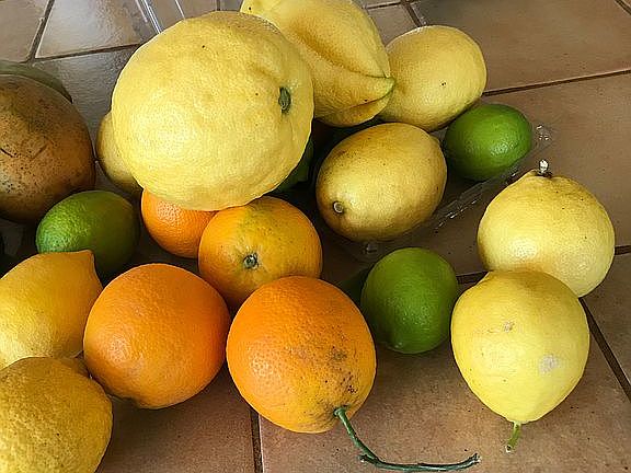 Citrus From Property Trees