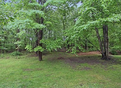 Mature Trees