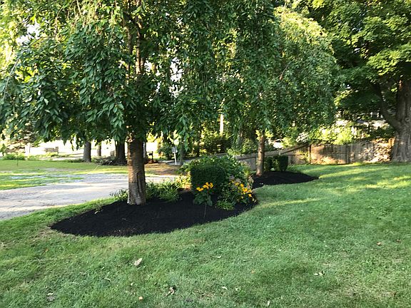 Front Garden Weeping Cherry
