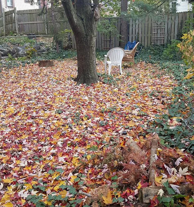 Back fenced in yard