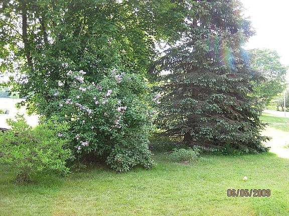 ornamental bushes and trees