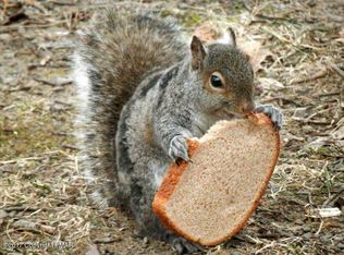 245 Chipmunk Rd, Bushkill, PA 18324