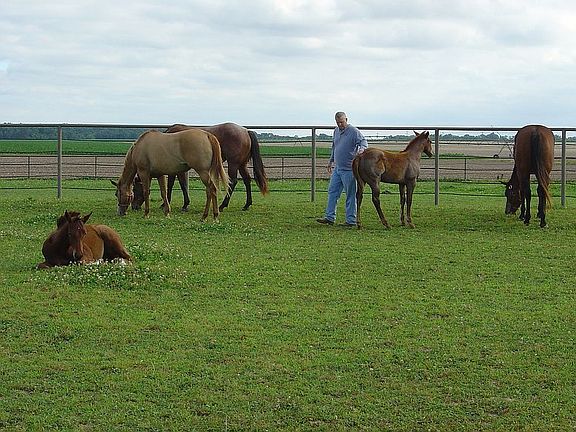 Foals and mares in round pen
