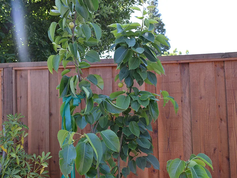 Fruit trees