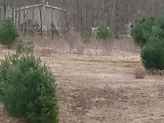 Hill with Blueberry bushes