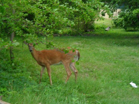 Deer Sighting in Palmer Park