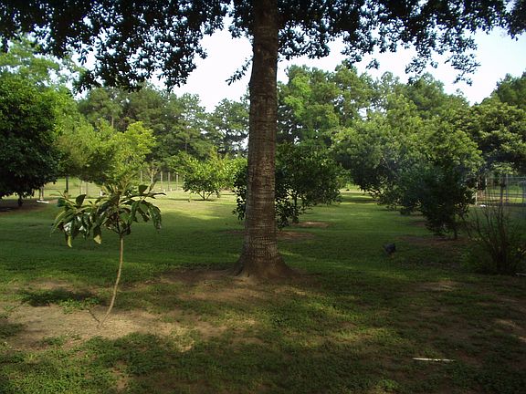 part of back orchard