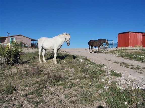 Horses wander around happily