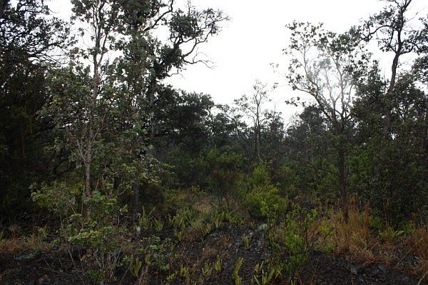 2nd image of Orchid Pkwy Lot 1
