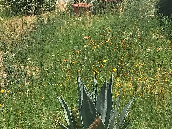 Native plant and herb garden