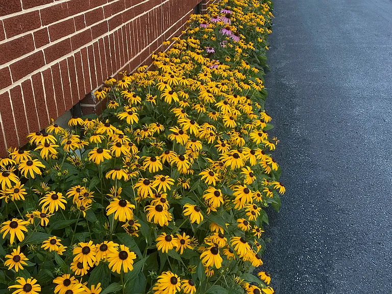 Summer Flowers