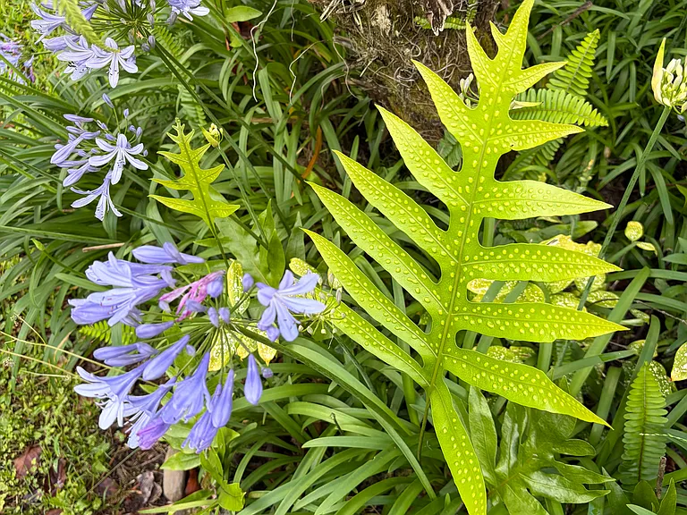Lawai Fern and Landscaping