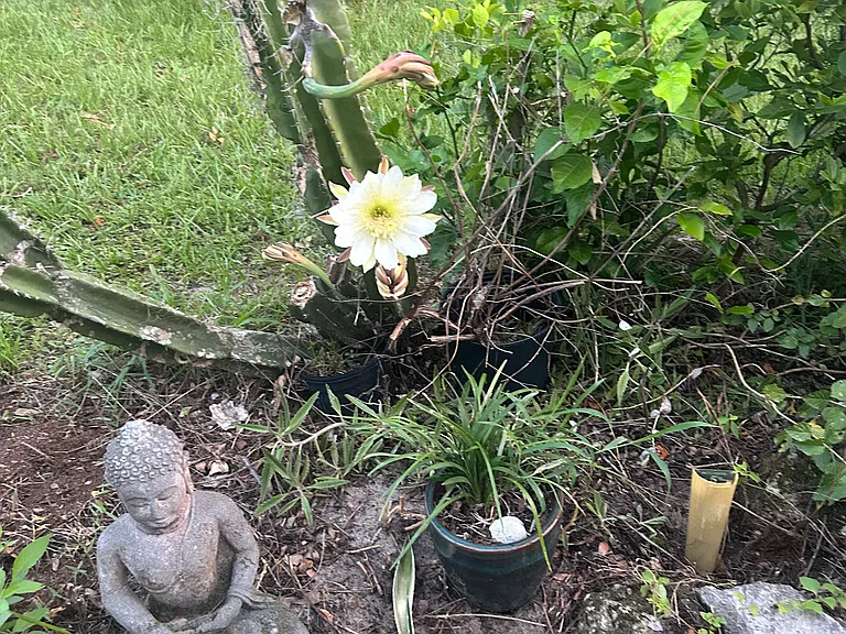 Peaceful Zen garden off patio