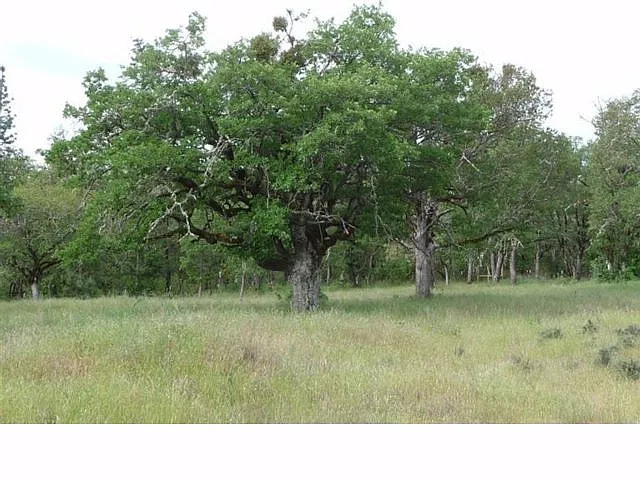 135 Pair A Dice Ranch Rd photo 1