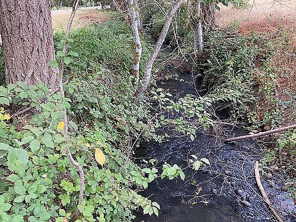 Year round creek in August