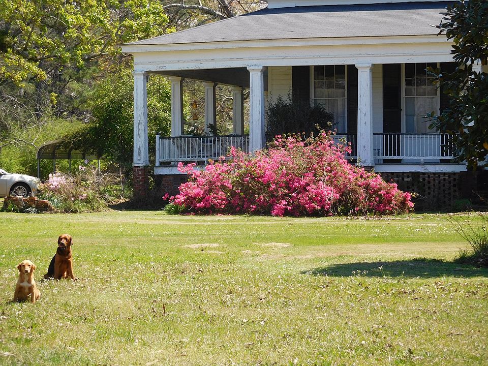 Azaleas and camellias