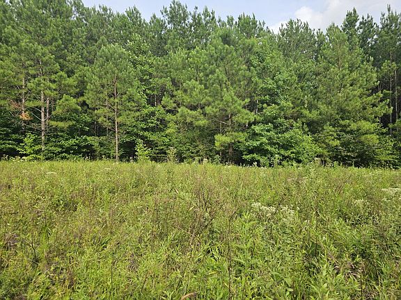 Large food plot in western portion of property.