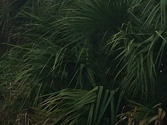 3rd image of 5317 Palmetto Dr