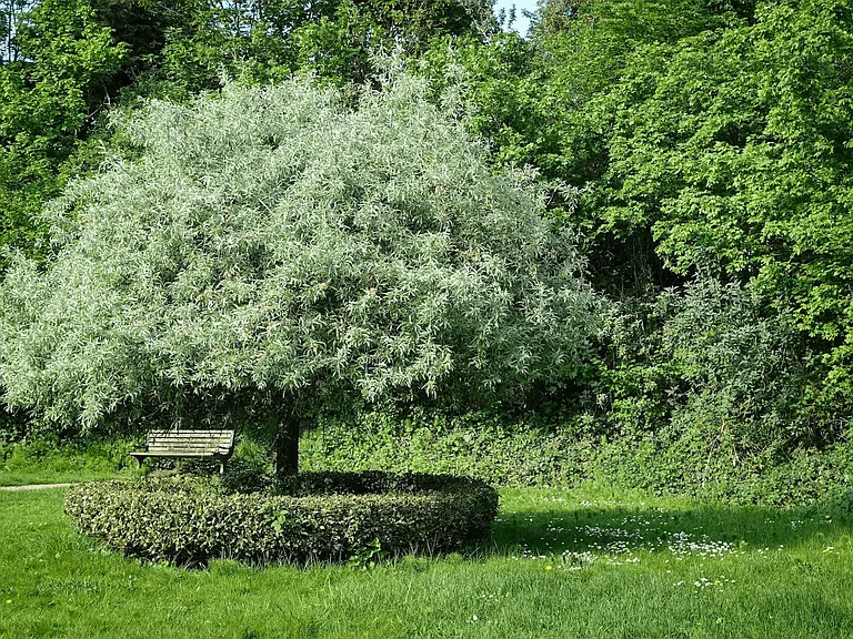 The Hawthorn — Photo 28