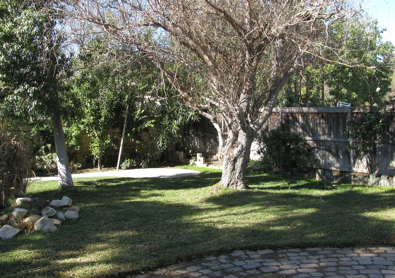 Amber — Photo 2
