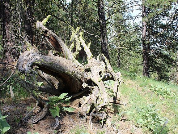 2nd image of 10A Hoodoo Mountain