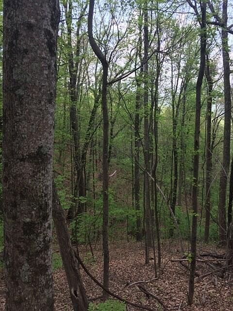 2nd image of 3018 Wild Turkey Blf Lot 3018