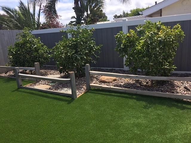 Citrus trees