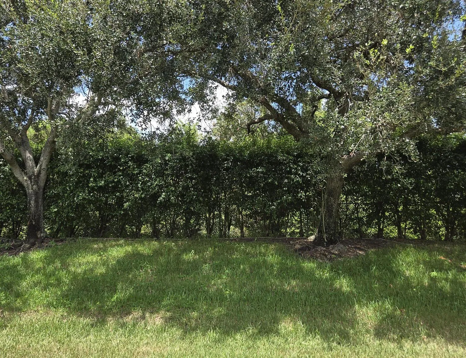 3 bed, 2.0 bath, 1617 sqft, $3,200 — Photo 3