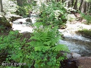July wildflowers & creek