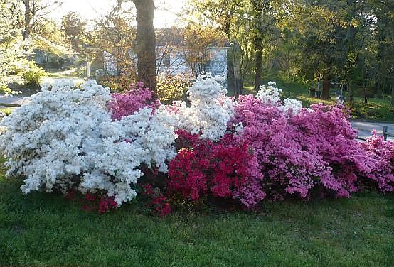 Azalea's in front yard