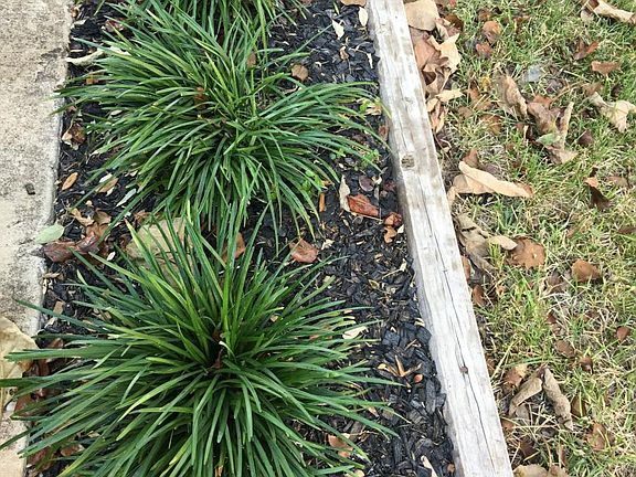 Landscaping on side of driveway