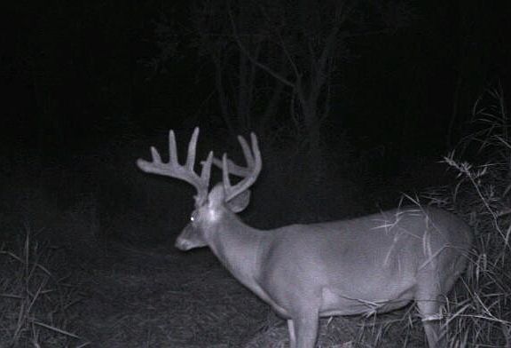 3rd image of W9006 FOREST AVENUE