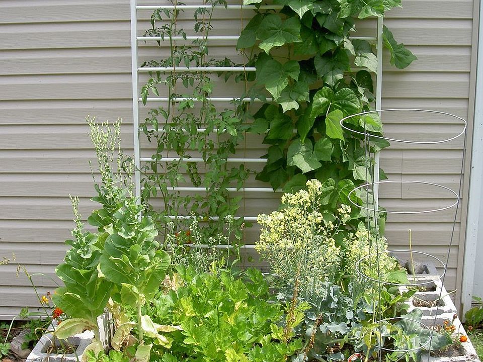 garden in back yard
