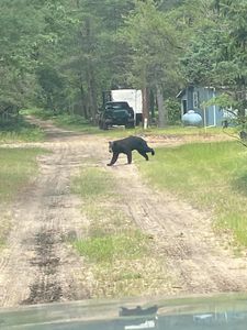 1295 McIntyres Landing Rd, Grayling, MI, 49738
