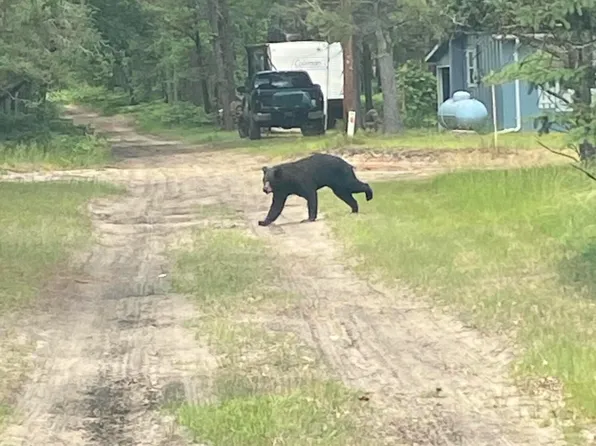 1295 McIntyres Landing Rd, Grayling, MI 49738