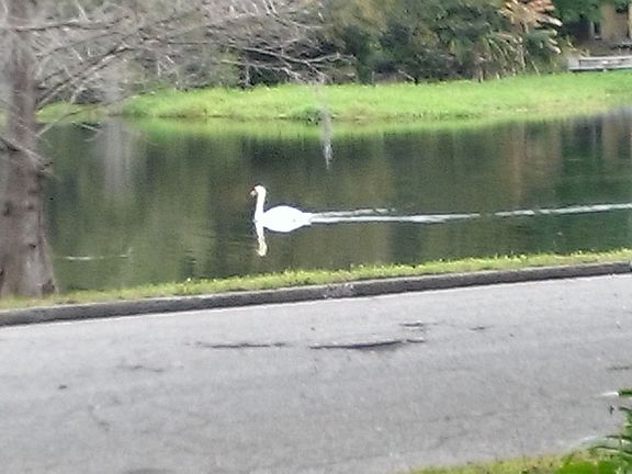 5th image of 1007 Lake Emerald Dr