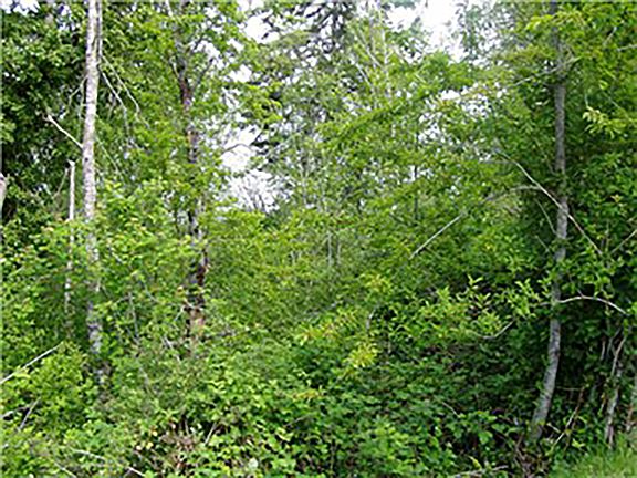 2nd image of Lot 6 1st Ave