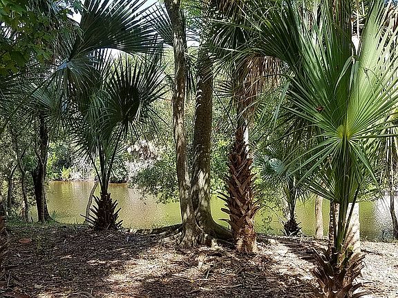 Homesite Backyard
