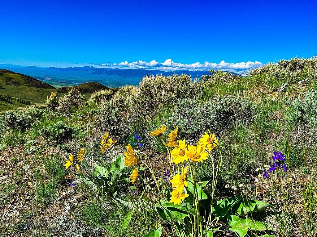 Nhn Soap Gulch Rd, Melrose, MT 59743 Zillow